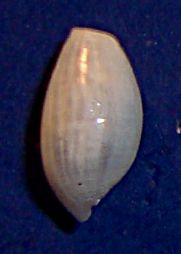 Forse Bulla striata juvenis?